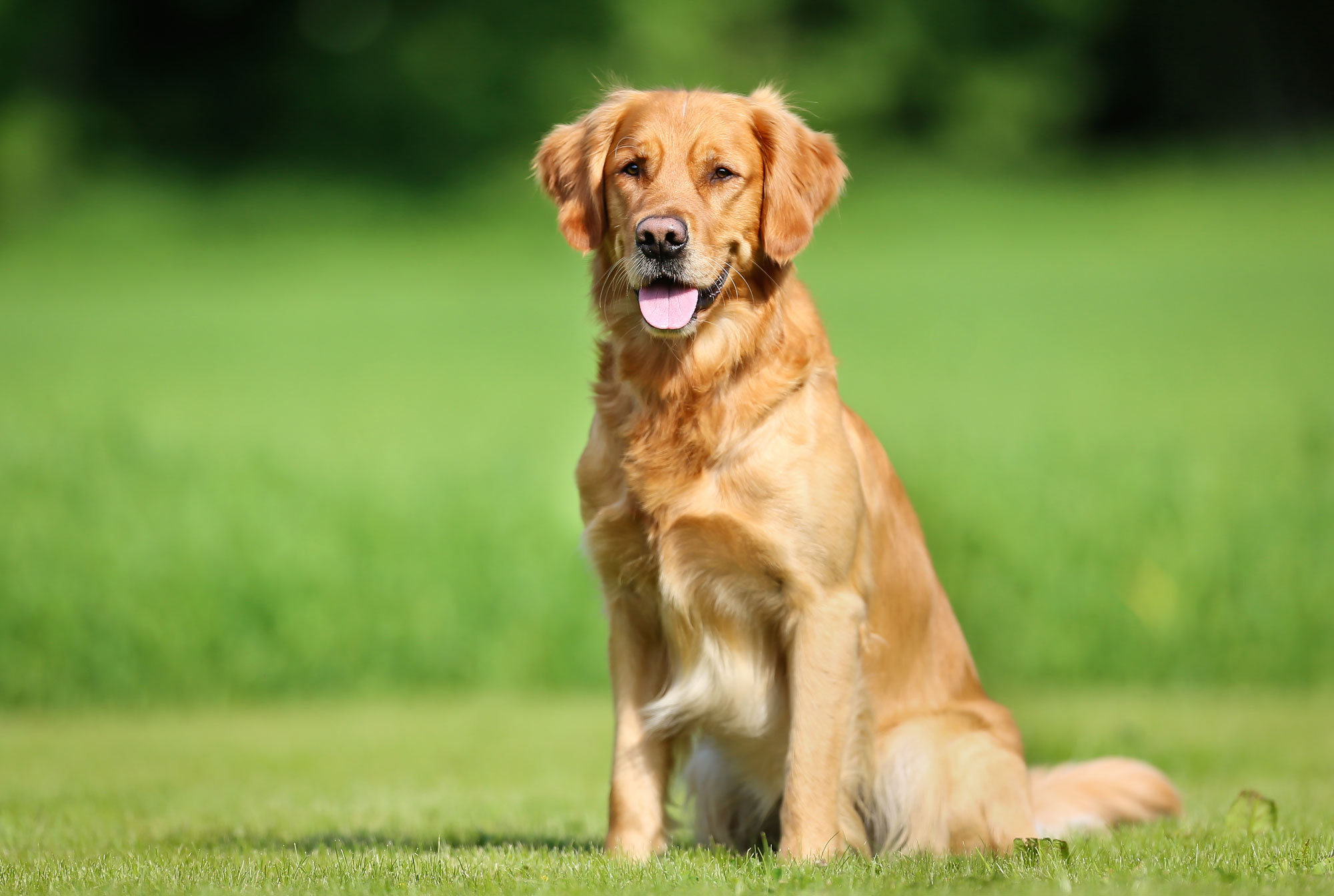 Case-21-Consult-with-the-TTU-Anatomic-Pathologist